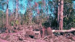 Gakkum: Laporkan Perambahan Hutan di PPKH Luwu Timur