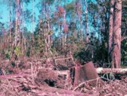 Gakkum: Laporkan Perambahan Hutan di PPKH Luwu Timur